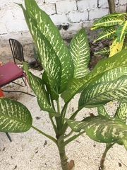 Angiospermae