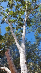 Tachigali sericea (Tachigali vulgaris)