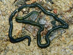Eulalia microphylla