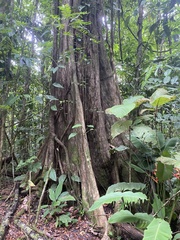 Terminalia amazonia image