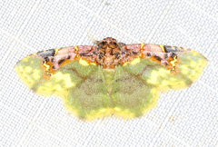Syngatha latiflavaria