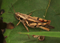 Catantops melanostictus