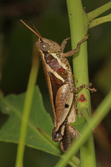 Phaeocatantops decoratus