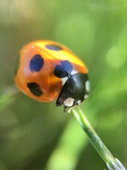 Coccinella septempunctata