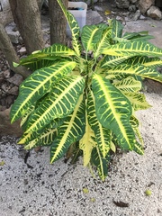Codiaeum variegatum