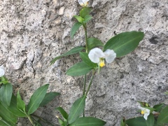 Commelina erecta