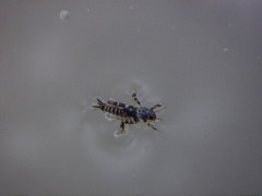 Ellipes minuta