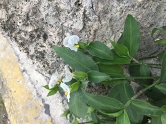 Commelina