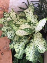 Angiospermae