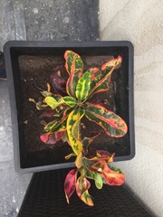 Codiaeum variegatum