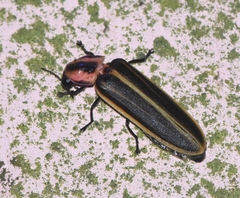 Pyractomena ecostata