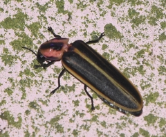 Pyractomena ecostata