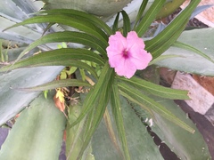 Ruellia simplex