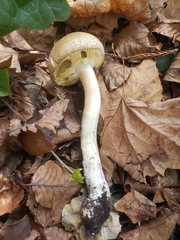 Agaricus perobscurus