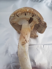 Agaricus perobscurus