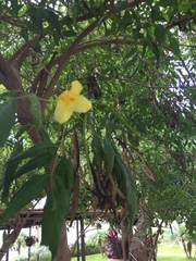 Tecoma stans