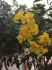 Tecoma stans