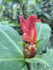 Costus laevis image