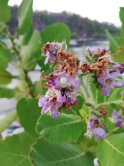 Frieseomelitta nigra