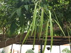 Tecoma stans