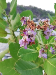 Frieseomelitta nigra