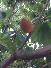 Pouteria sapota