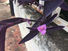 Tradescantia pallida
