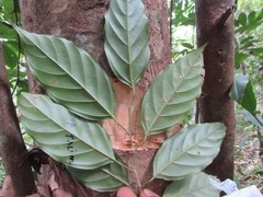 Ochanostachys amentacea