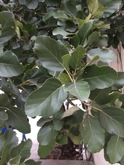 Magnoliopsida