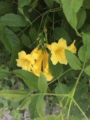Tecoma stans