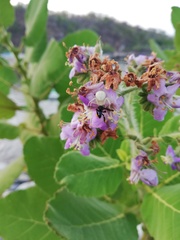 Frieseomelitta nigra