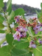 Frieseomelitta nigra