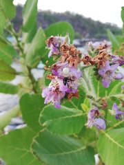 Frieseomelitta nigra