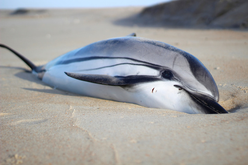 Striped Dolphin photographed in North Carolina