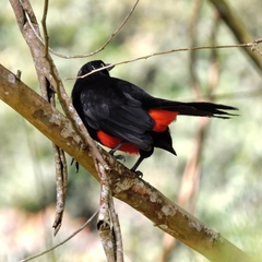 Hypopyrrhus pyrohypogaster