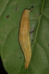Elisolimax