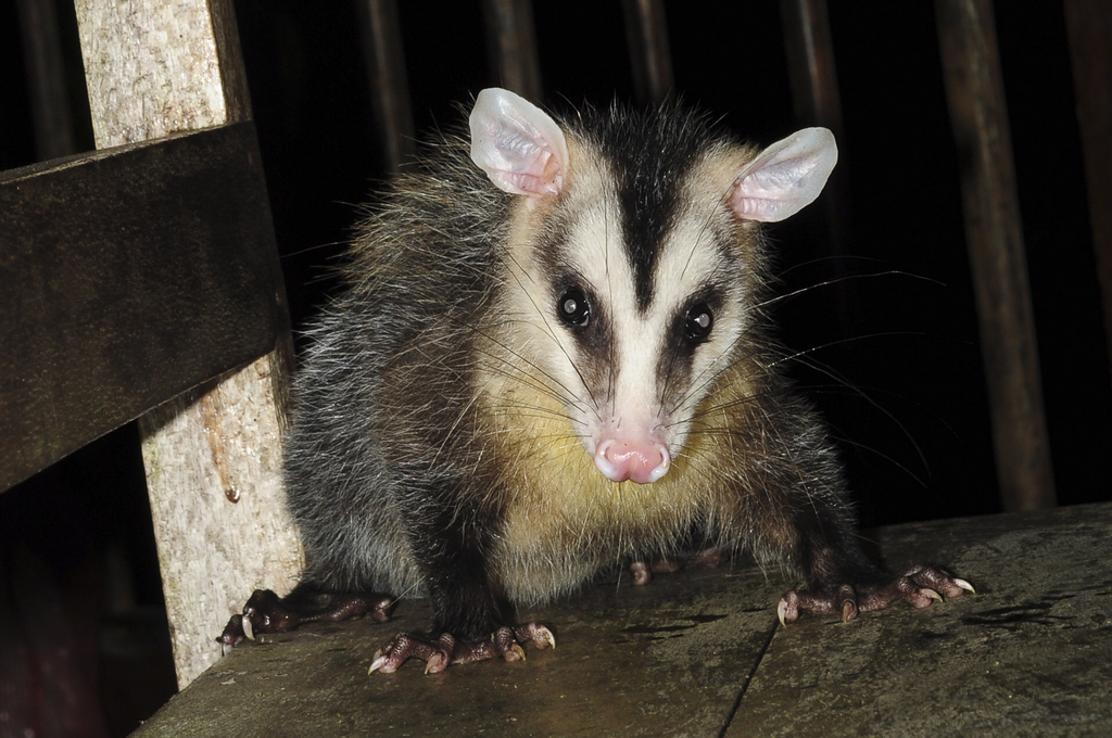Andean White-eared Opossum
