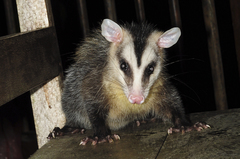 Andean White-Eared Opossum photo 3