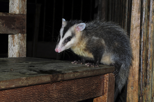 Andean White-eared Opossum