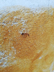 Camponotus conspicuus