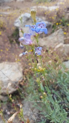 Penstemon azureus