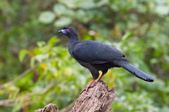 Chamaepetes unicolor