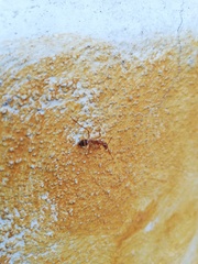 Camponotus conspicuus