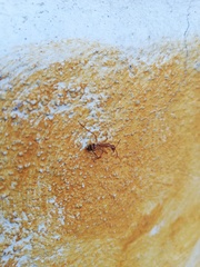 Camponotus conspicuus