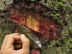 Scorodocarpus borneensis