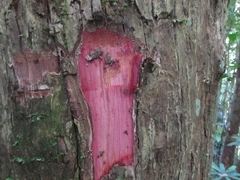 Scorodocarpus borneensis