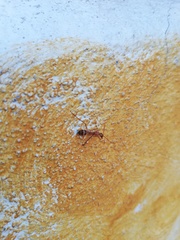 Camponotus conspicuus