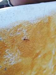 Camponotus conspicuus