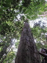 Scorodocarpus borneensis