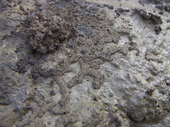 Ellipes minuta